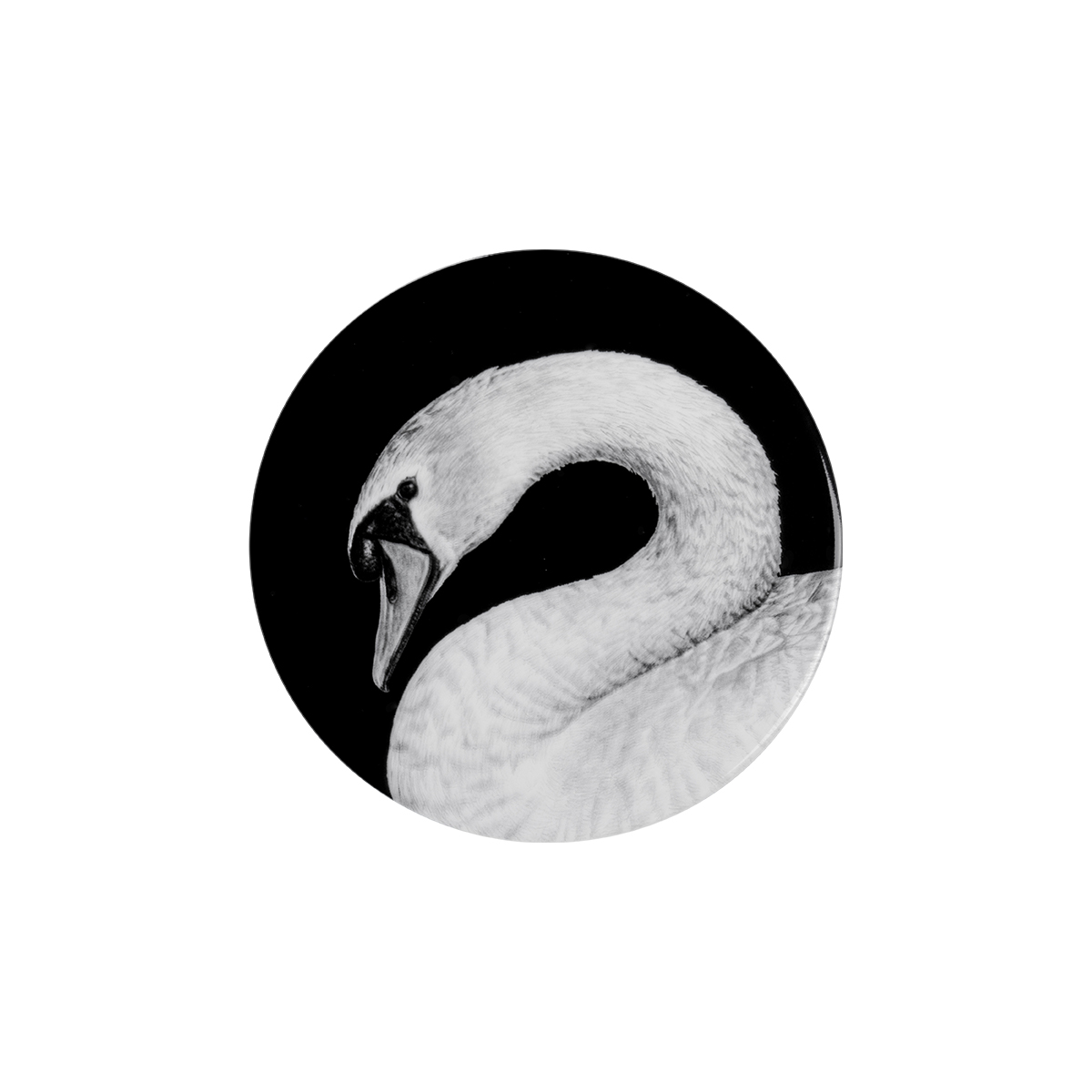 schwan porträt auf schwarz .