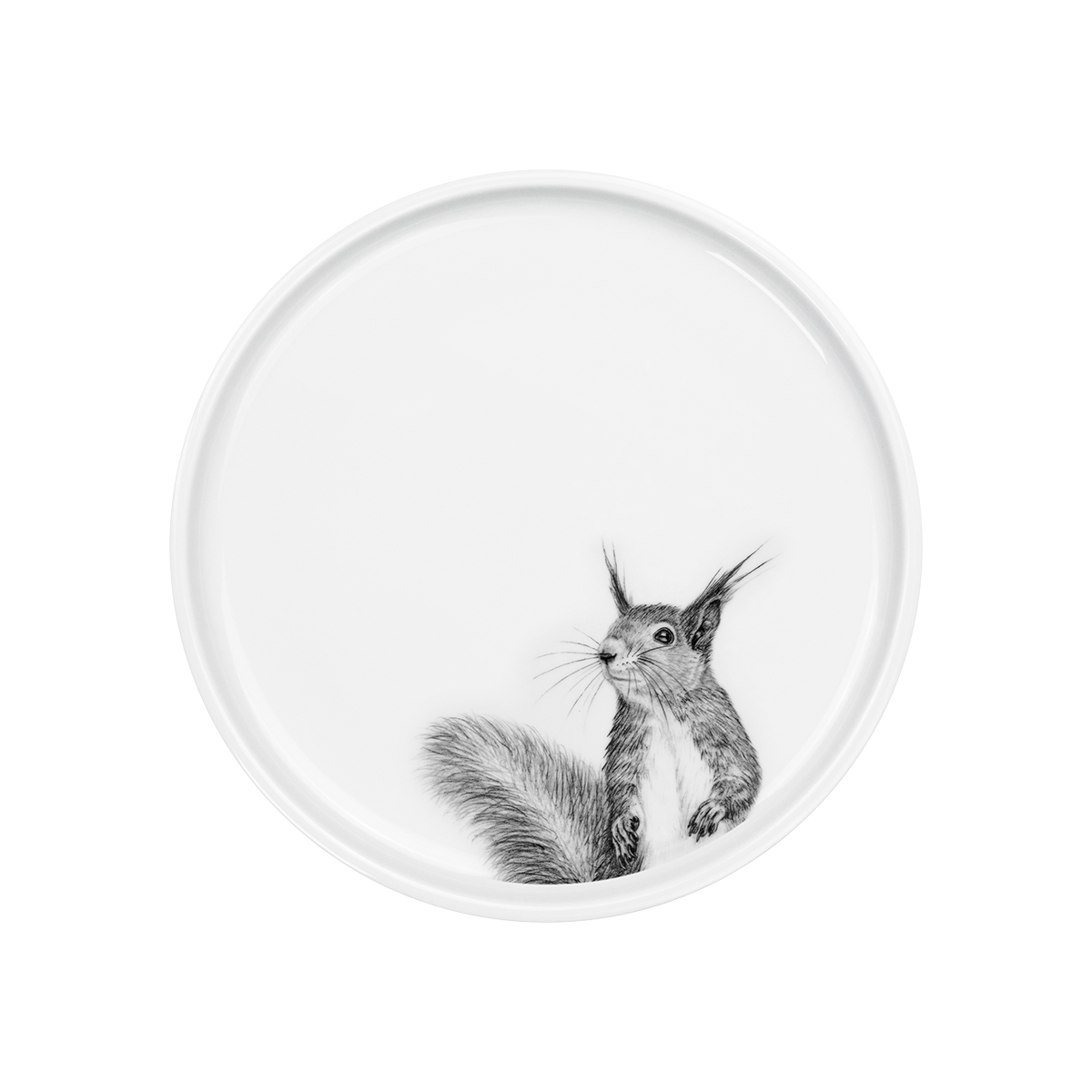 eichhörnchen .